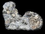 Cretaceous Ammonite (Simbirskites) Cluster - #34681-1
